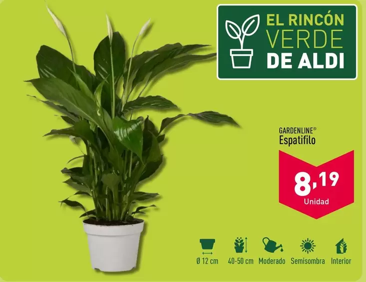 Oferta de Gardenline - Espatifilo  por 8,19€ en ALDI