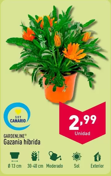 Oferta de Gardenline - Gazania Híbrida por 2,99€ en ALDI