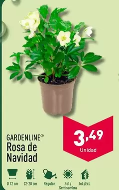 Oferta de Gardenline - Rosa De Navidad por 3,49€ en ALDI