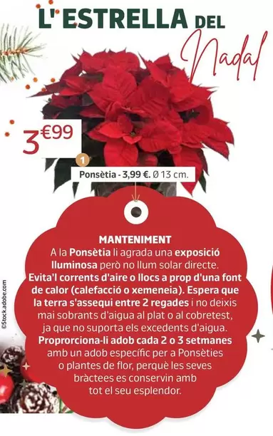 Oferta de Ponsetia por 3,99€ en Jardiland