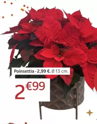 Oferta de Poinsettia por 2,99€ en Jardiland