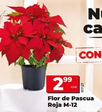 Oferta de Flor De Pascua Roja M-12 por 2,99€ en Dia