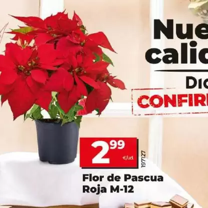 Oferta de Flor De Pascua Roja M-12 por 2,99€ en Dia