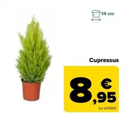 Oferta de Cupressus por 8,95€ en Carrefour