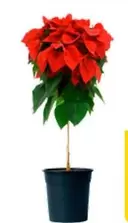 Oferta de Árbol Poinsettia por 16,99€ en Carrefour