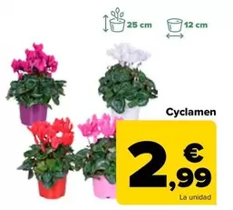 Oferta de Cyclamen por 2,99€ en Carrefour