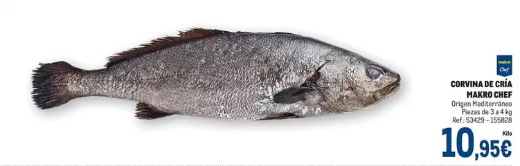 Oferta de Makro - Corvina De Gria por 10,95€ en Makro