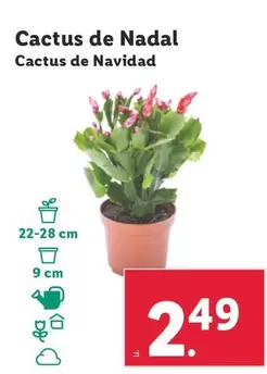 Oferta de Cactus De Navidad por 2,49€ en Lidl