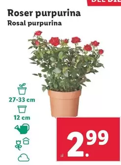 Oferta de Rosal Purpurina por 2,99€ en Lidl