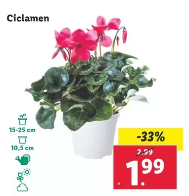 Oferta de Ciclamen por 1,99€ en Lidl