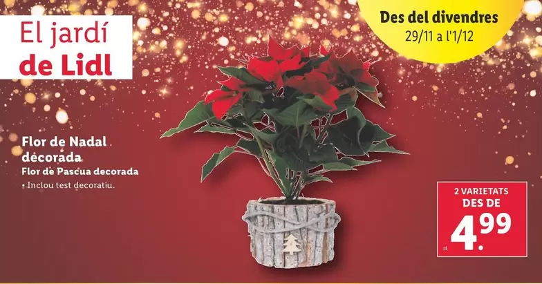 Oferta de Flor De Pascua Decorada por 4,99€ en Lidl