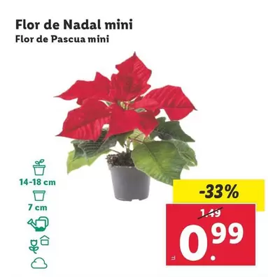 Oferta de Flor De Pascua Mini  por 0,99€ en Lidl