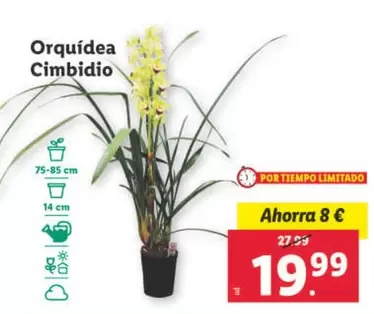 Oferta de Orquídea Cimbidio por 19,99€ en Lidl