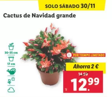 Oferta de Cactus De Navidad Grande por 12,99€ en Lidl