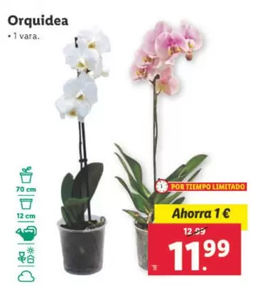 Oferta de Orquidea  por 11,99€ en Lidl