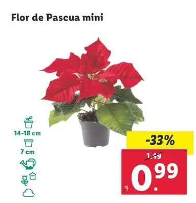 Oferta de Flor De Pascua Mini por 0,99€ en Lidl