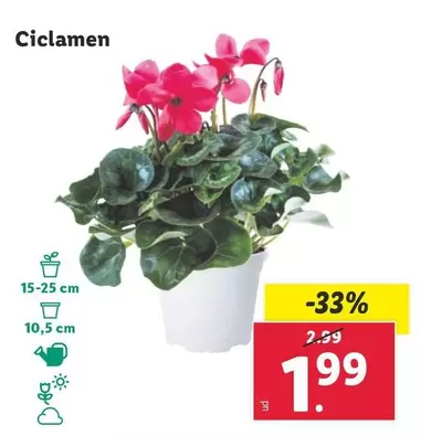 Oferta de Ciclamen por 1,99€ en Lidl