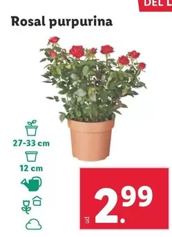 Oferta de Rosal Purpurina por 2,99€ en Lidl