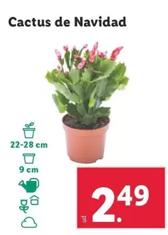 Oferta de Cactus De Navidad por 2,49€ en Lidl