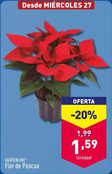 Oferta de Flor -  De Pascua por 1,59€ en ALDI