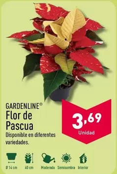 Oferta de Flor -  De Pascua por 3,69€ en ALDI