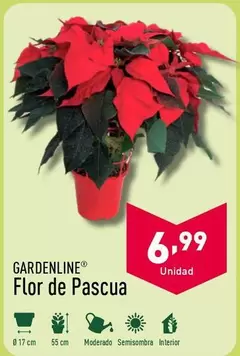 Oferta de Flor -  De Pascua por 6,99€ en ALDI