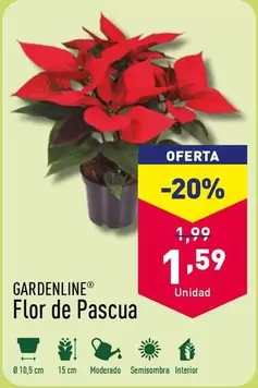 Oferta de Flor -  De Pascua por 1,59€ en ALDI