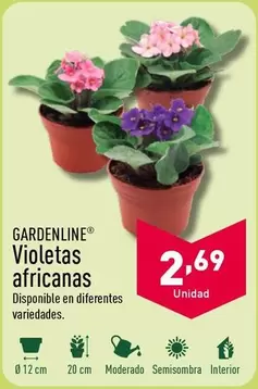 Oferta de Violetas Africanas por 2,69€ en ALDI