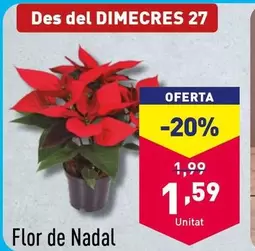 Oferta de Flor De Nadal por 1,59€ en ALDI