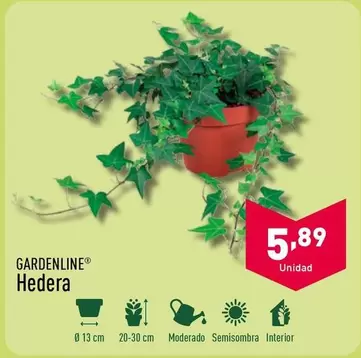 Oferta de Hedera por 5,89€ en ALDI