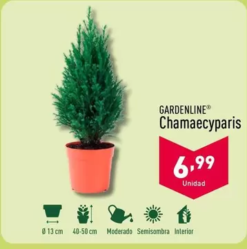 Oferta de Chamaecyparis por 6,99€ en ALDI