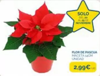 Oferta de As - Flor De Pascua por 2,99€ en La Despensa Express