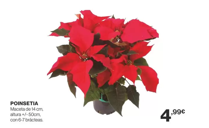 Oferta de Poinsetia por 4,99€ en Supercor Exprés