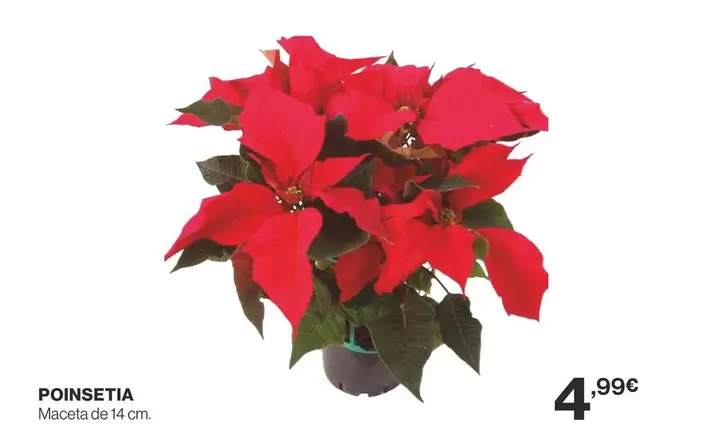 Oferta de Poinsetia por 4,99€ en Supercor Exprés