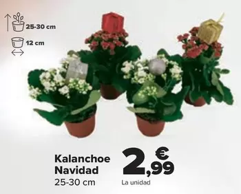 Oferta de Kalanchoe Navidad por 2,99€ en Carrefour