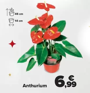 Oferta de Anthurium por 6,99€ en Carrefour