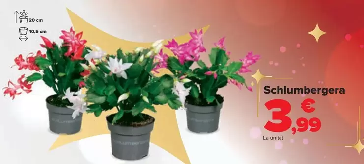 Oferta de Schulumbergera por 3,99€ en Carrefour