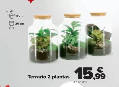 Oferta de Terrario 2 Plantas por 15,99€ en Carrefour