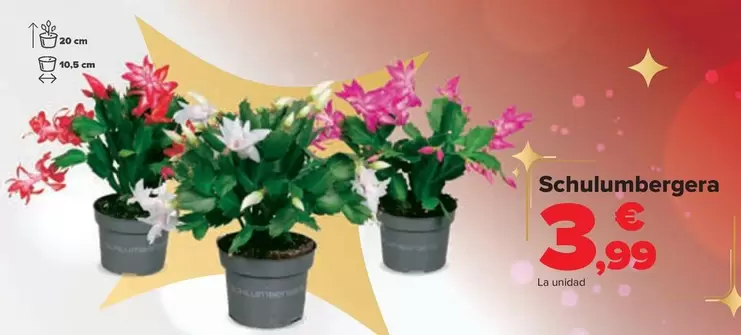 Oferta de Schulumbergera por 3,99€ en Carrefour