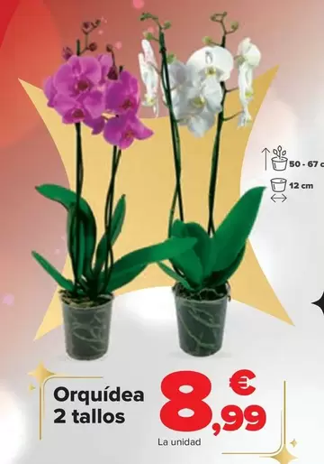 Oferta de Orquidea 2 Tallos por 8,99€ en Carrefour