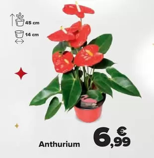 Oferta de Anthurium por 6,99€ en Carrefour