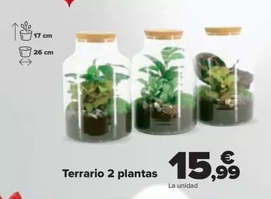 Oferta de Terrario 2 Plantas por 15,99€ en Carrefour