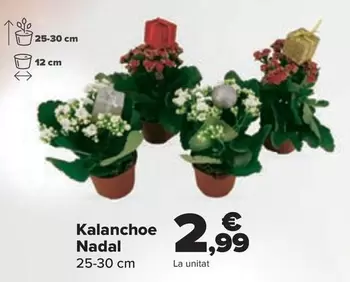 Oferta de Kalanchoe Navidad por 2,99€ en Carrefour