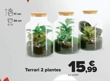 Oferta de Terrario 2 Plantas por 15,99€ en Carrefour