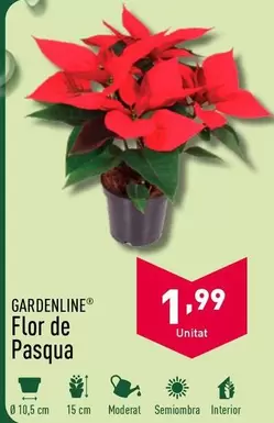 Oferta de Gardenline - Flor De Pasqua por 1,99€ en ALDI