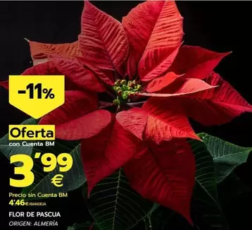 Oferta de Flor De Pascua por 4,46€ en BM Supermercados