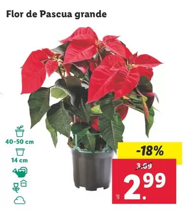 Oferta de Flor De Pascua Grande por 2,99€ en Lidl