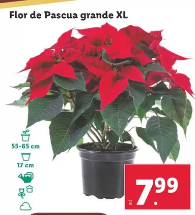 Oferta de Flor De Pascua Grande Xl por 7,99€ en Lidl