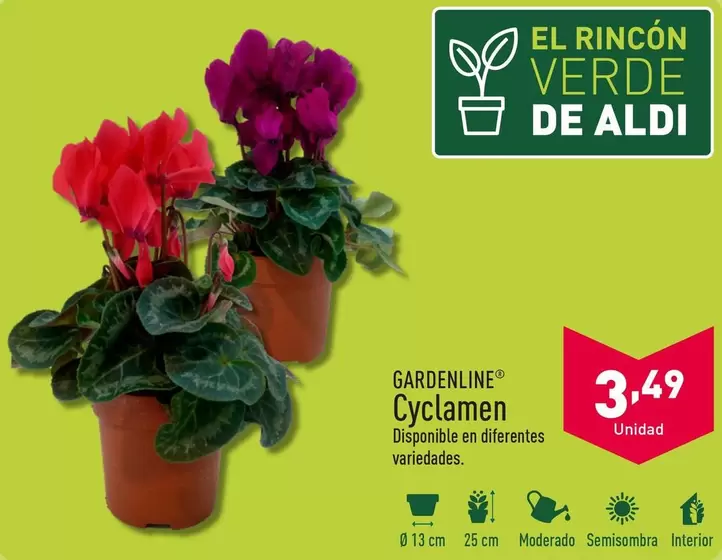 Oferta de Gardenline - Cyclamen  por 3,49€ en ALDI