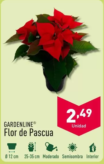 Oferta de Gardenline - Flor De Pascua por 2,49€ en ALDI